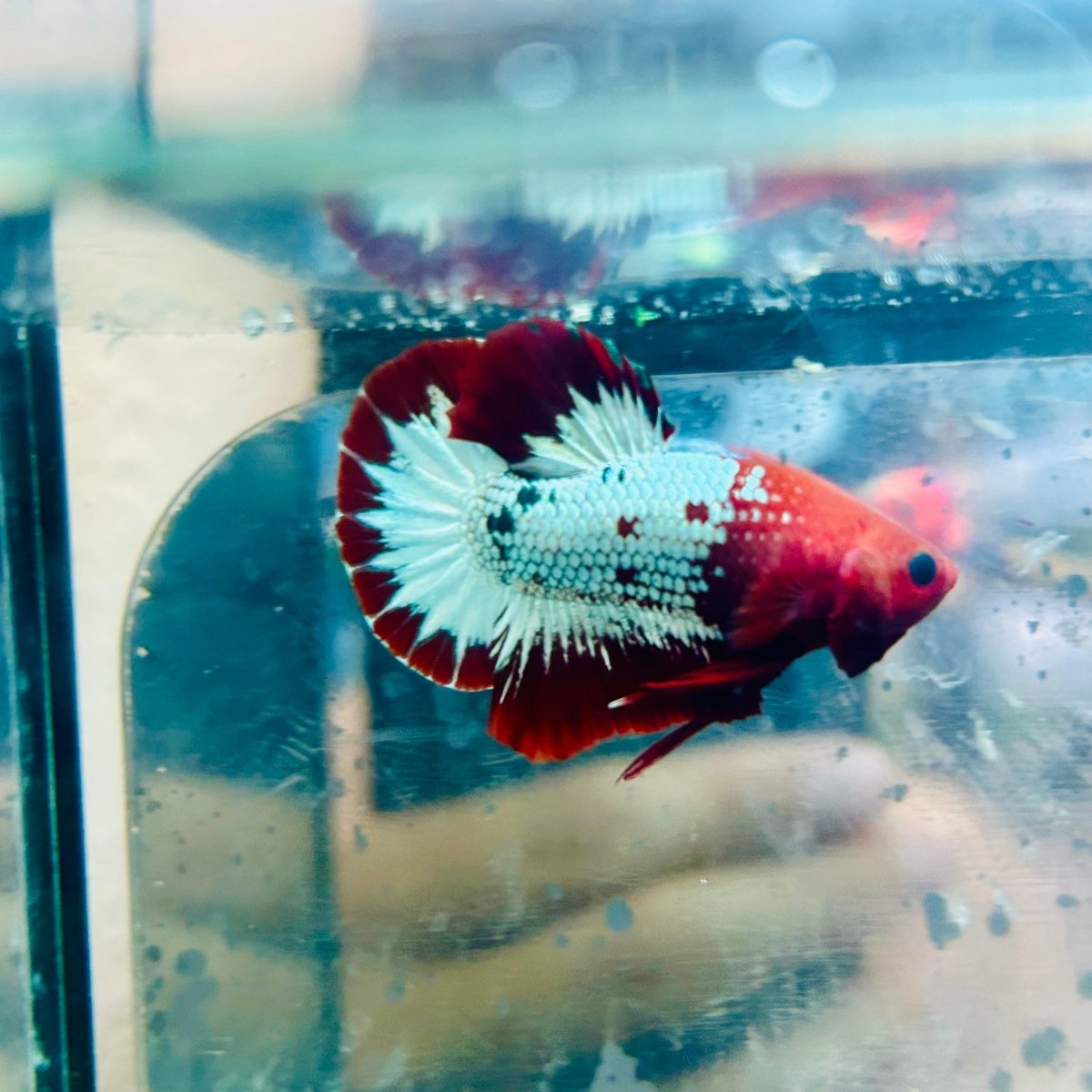 Plakat Red Fancy Copper Male Betta 030 Male betta