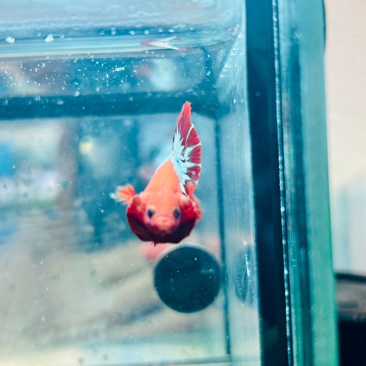 Plakat Red Fancy Copper Male Betta #030