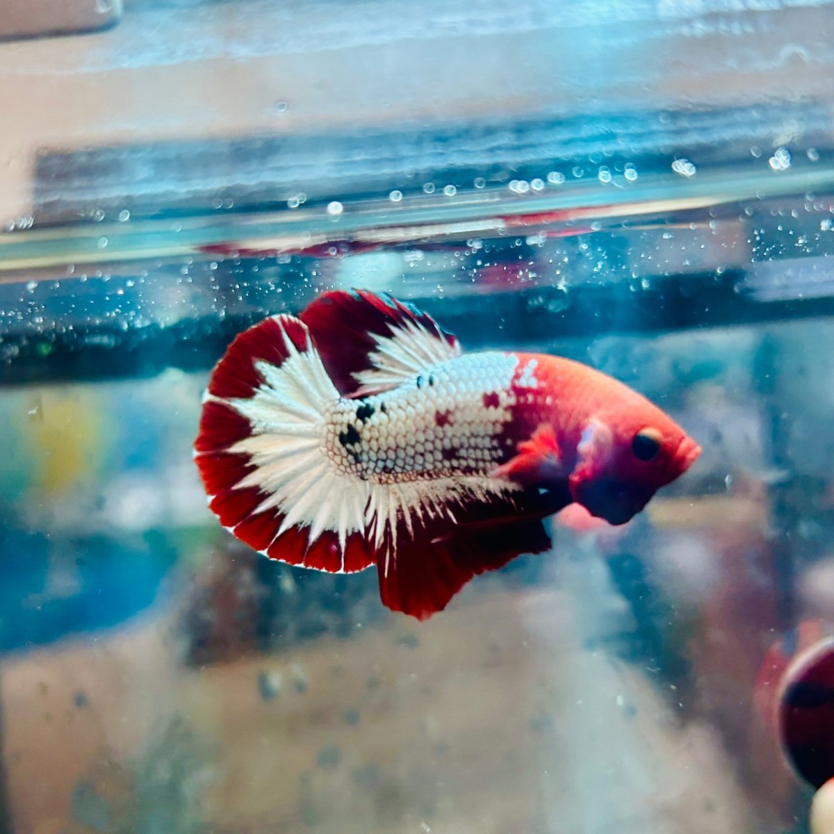 Plakat Red Fancy Copper Male Betta #030