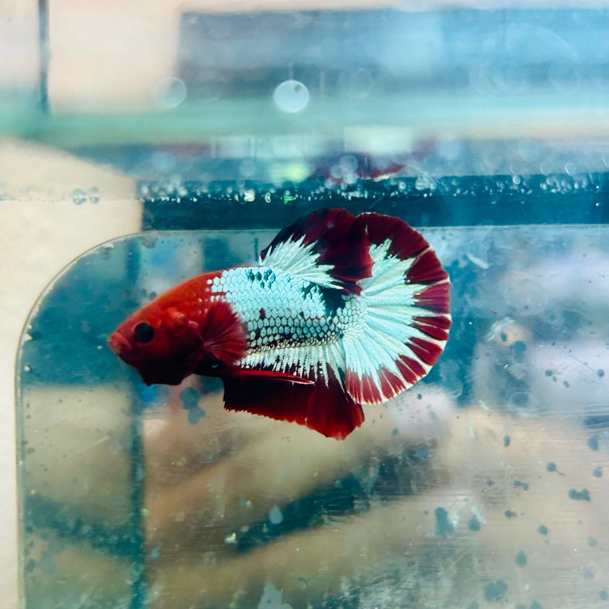 Plakat Red Fancy Copper Male Betta 030 Male betta