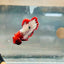 Plakat Red Fancy Copper Male Betta 039 Male betta