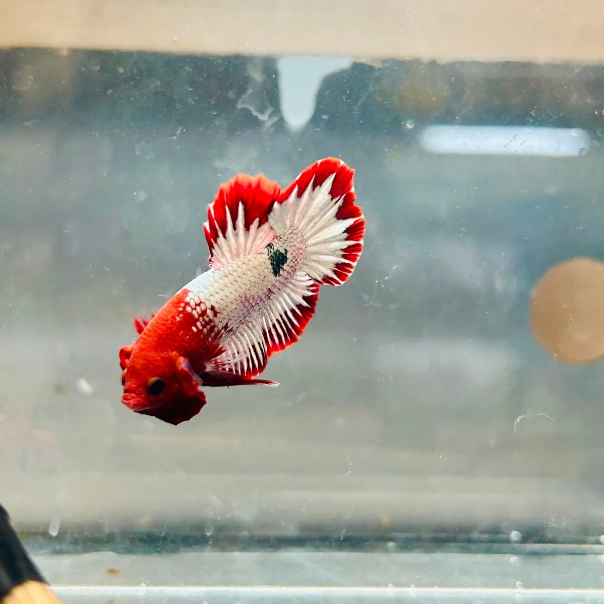 Plakat Red Fancy Copper Male Betta 039 Male betta