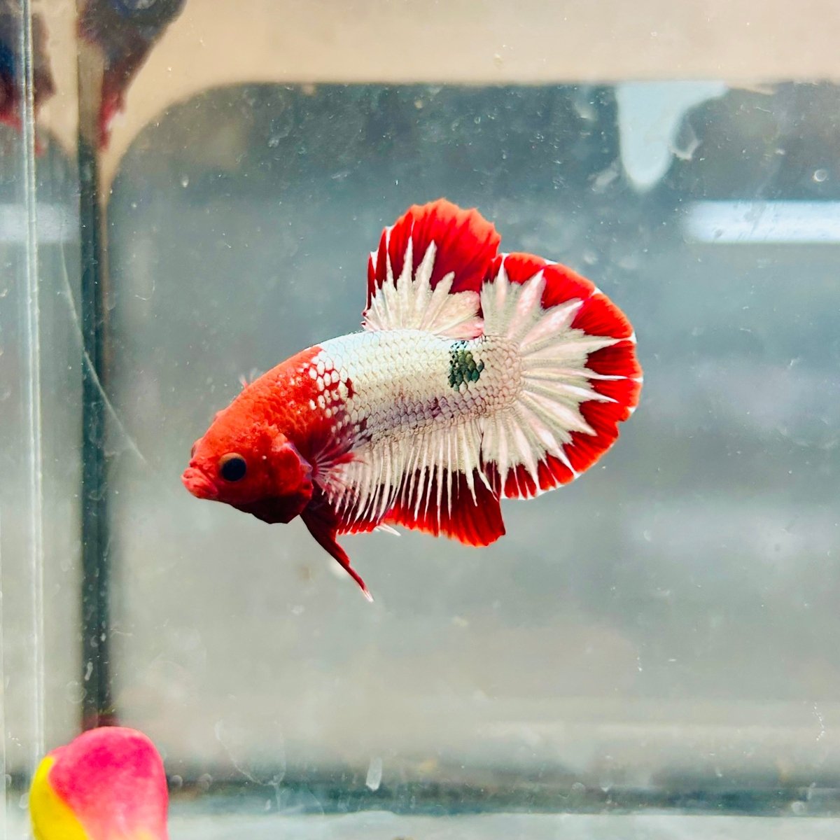 Plakat Red Fancy Copper Male Betta 039 Male betta
