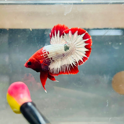 Plakat Red Fancy Copper Male Betta 039 Male betta