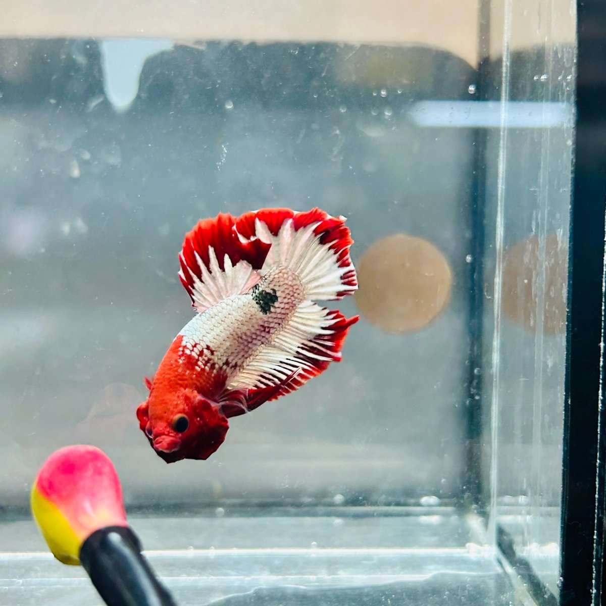 Plakat Red Fancy Copper Male Betta 039 Male betta