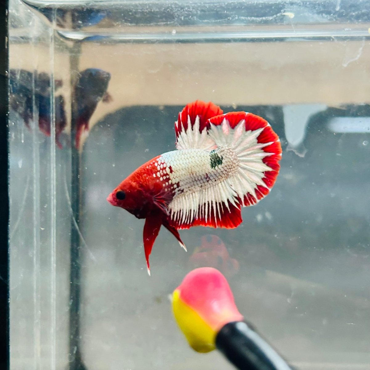Plakat Red Fancy Copper Male Betta 039 Male betta
