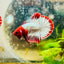 Plakat Red Fancy Copper Male Betta 051 Male betta