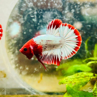 Plakat Red Fancy Copper Male Betta 051 Male betta