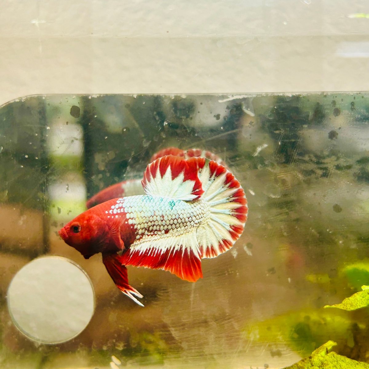Plakat Red Fancy Copper Male Betta