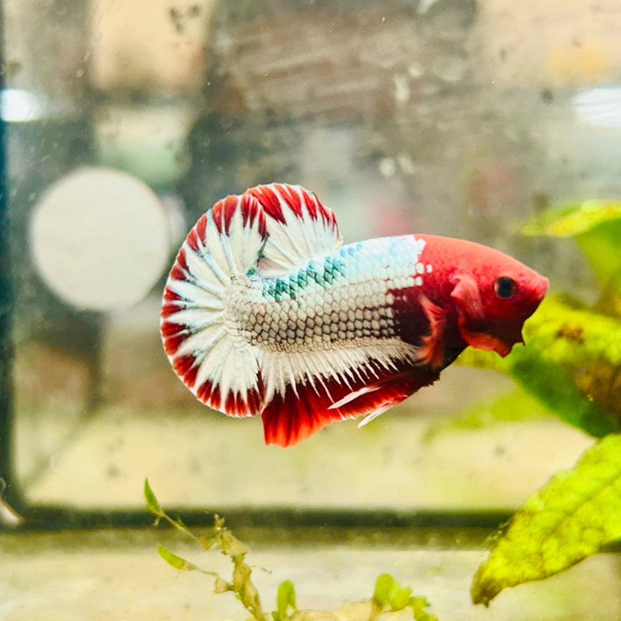 Plakat Red Fancy Copper Male Betta 061 Male betta