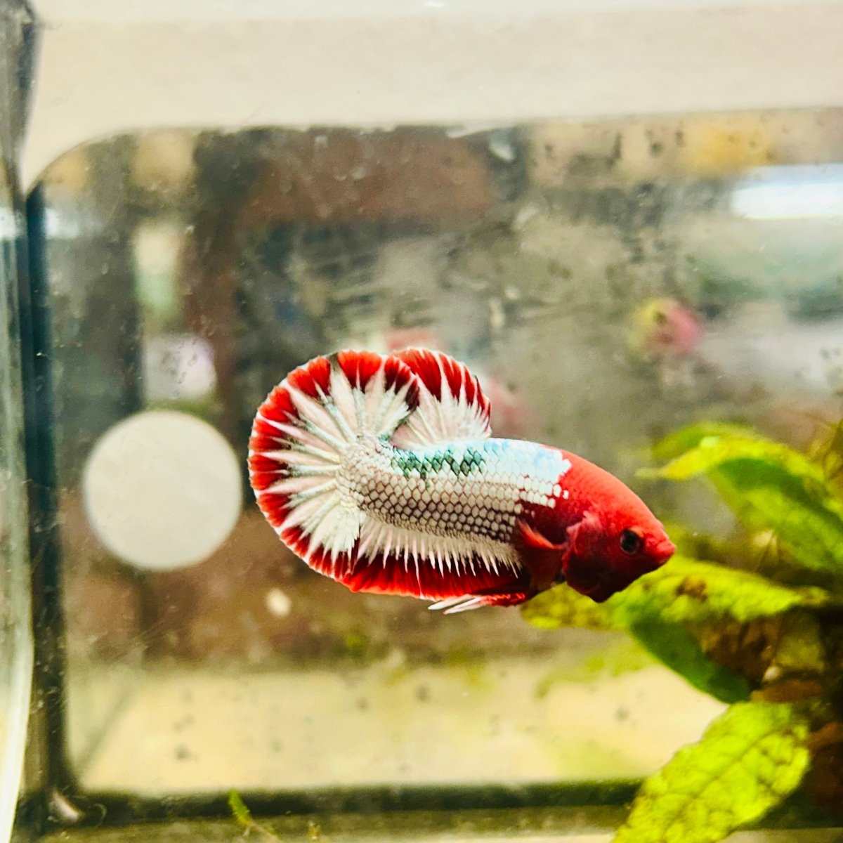 Plakat Red Fancy Copper Male Betta