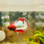 Plakat Red Fancy Copper Male Betta 061 Male betta
