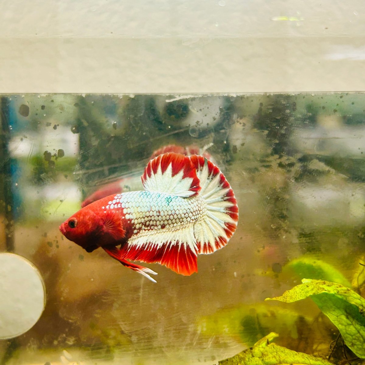 Plakat Red Fancy Copper Male Betta