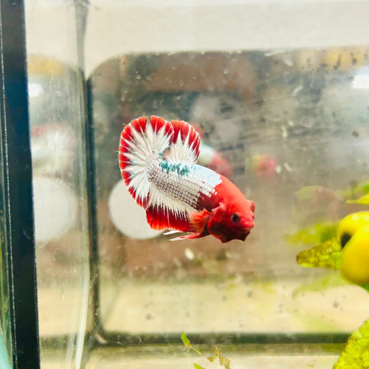 Plakat Red Fancy Copper Male Betta