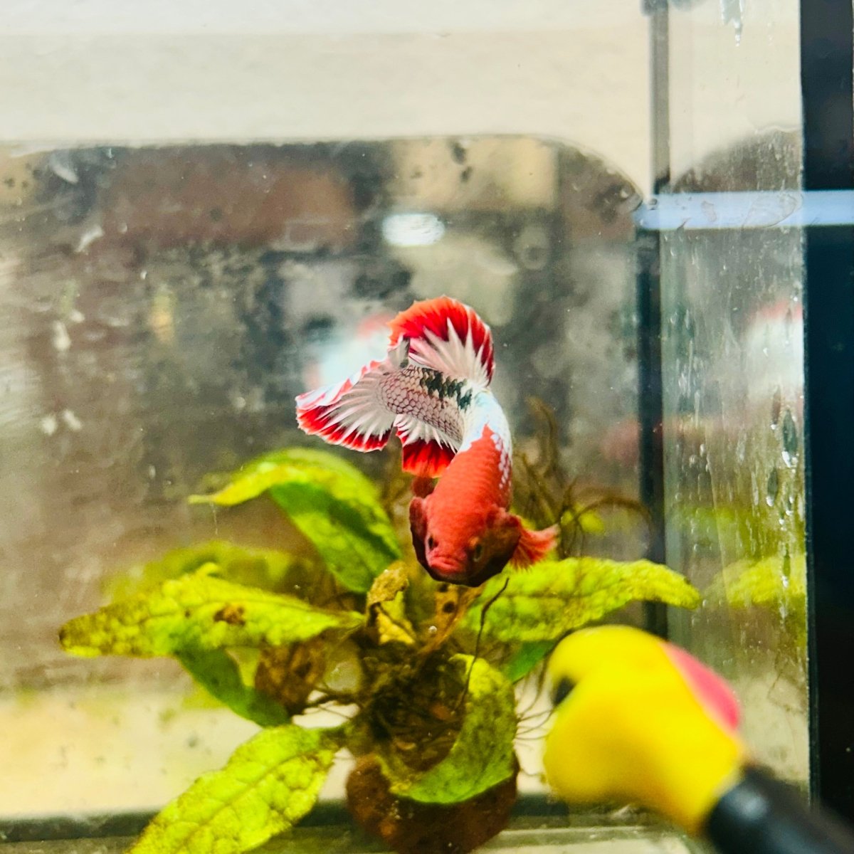 Plakat Red Fancy Copper Male Betta