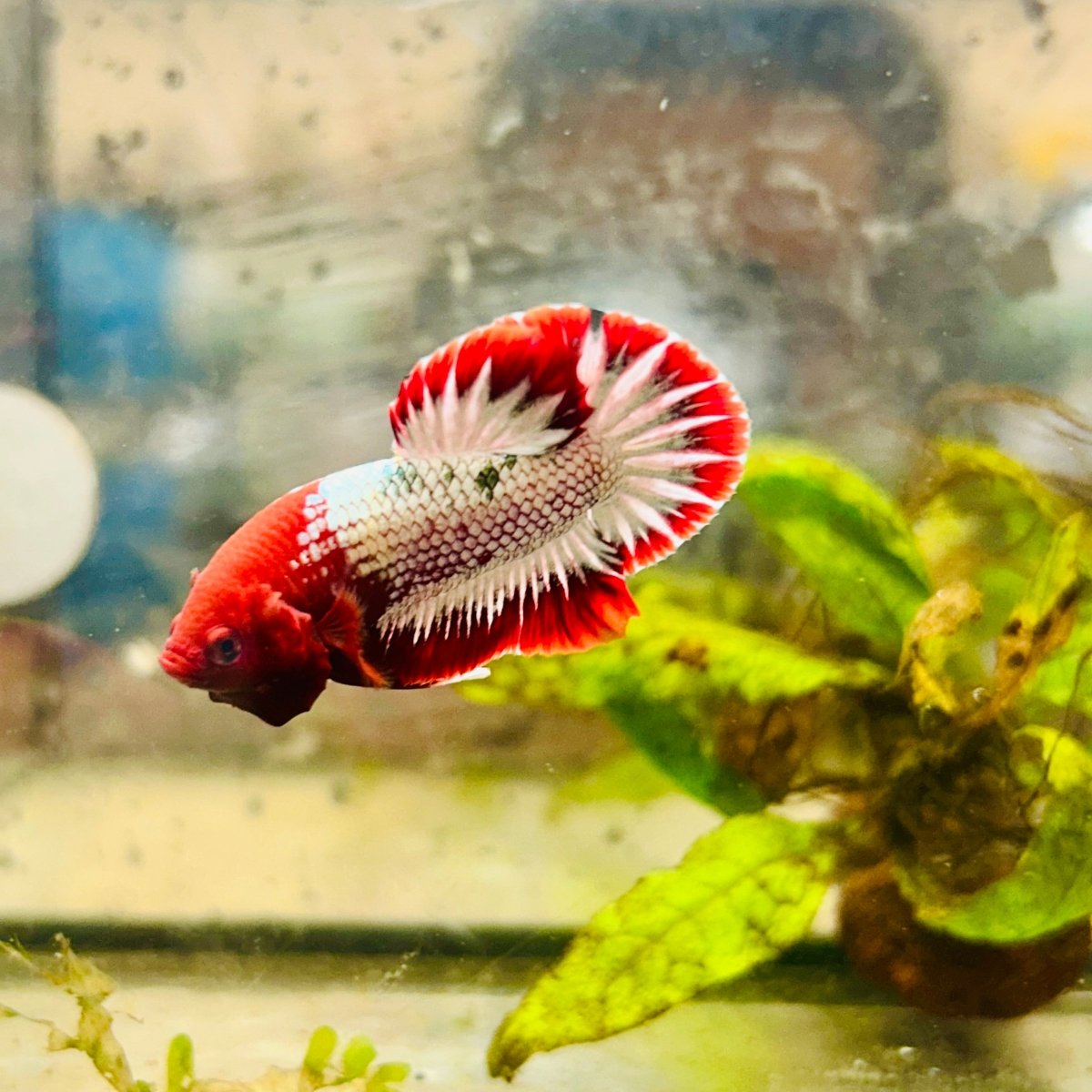 Plakat Red Fancy Copper Male Betta