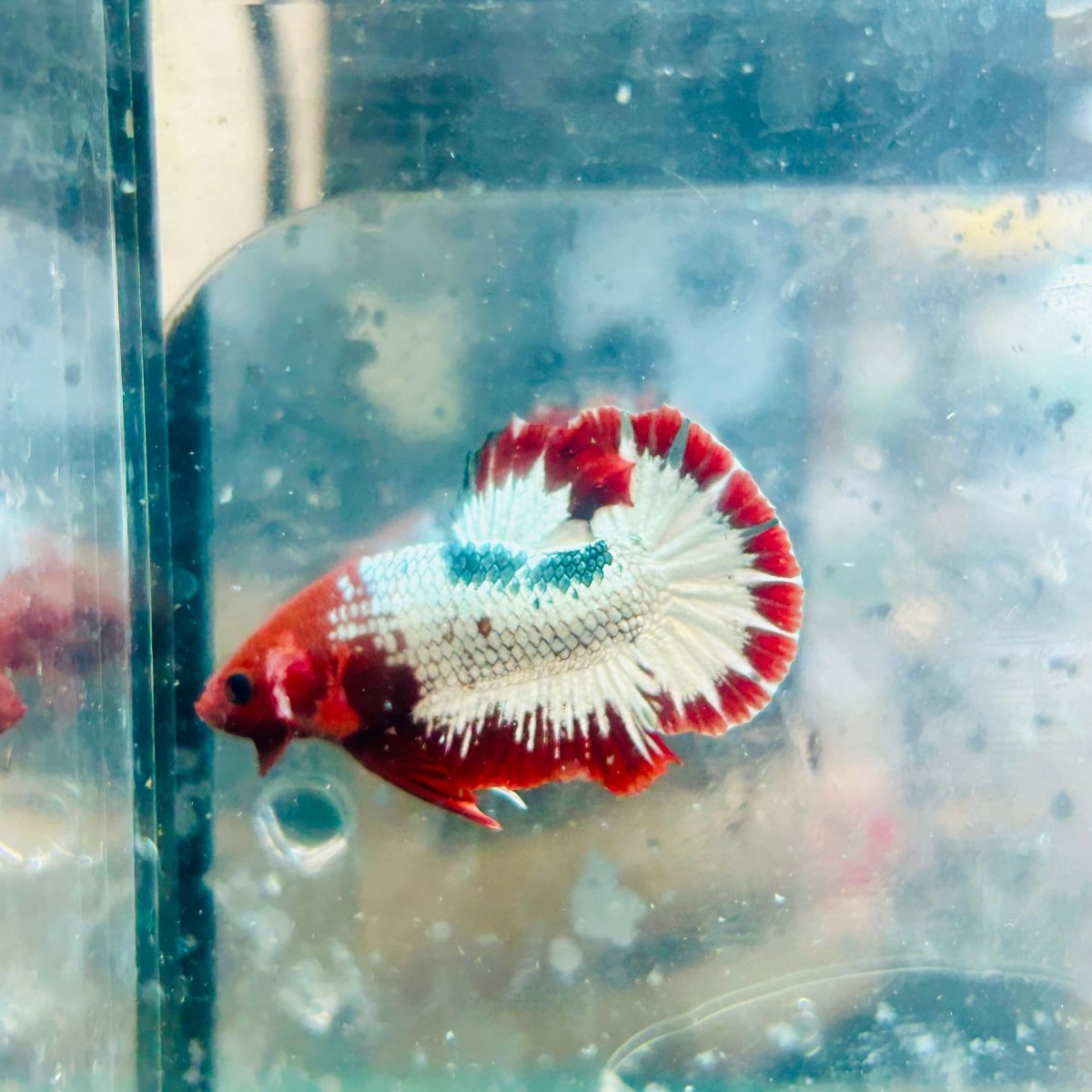 Plakat Red Fancy Copper Male Betta #066