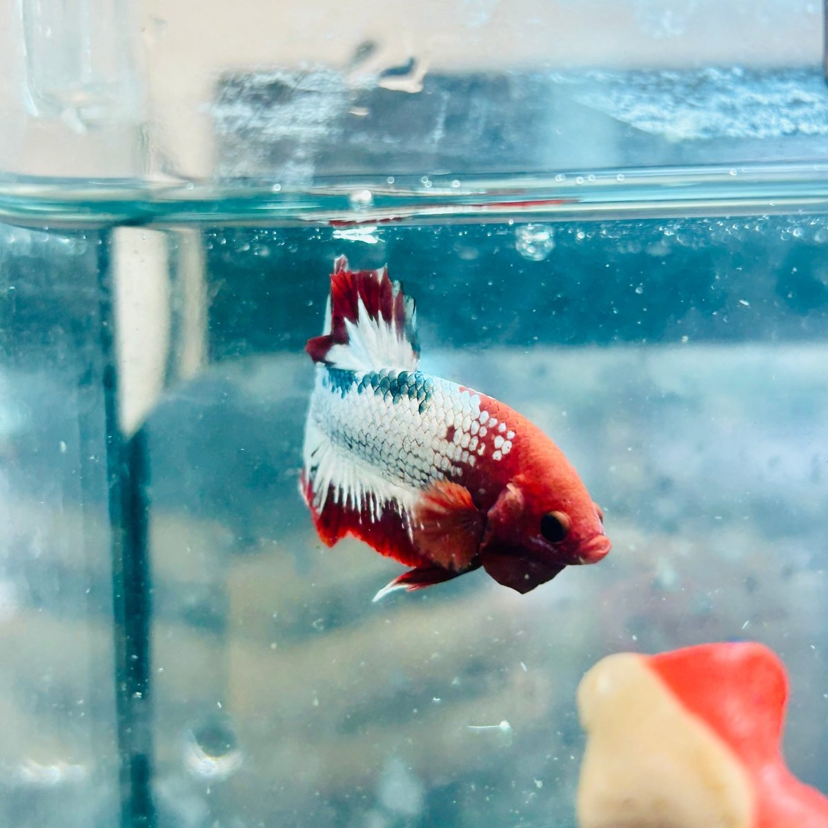 Plakat Red Fancy Copper Male Betta #066