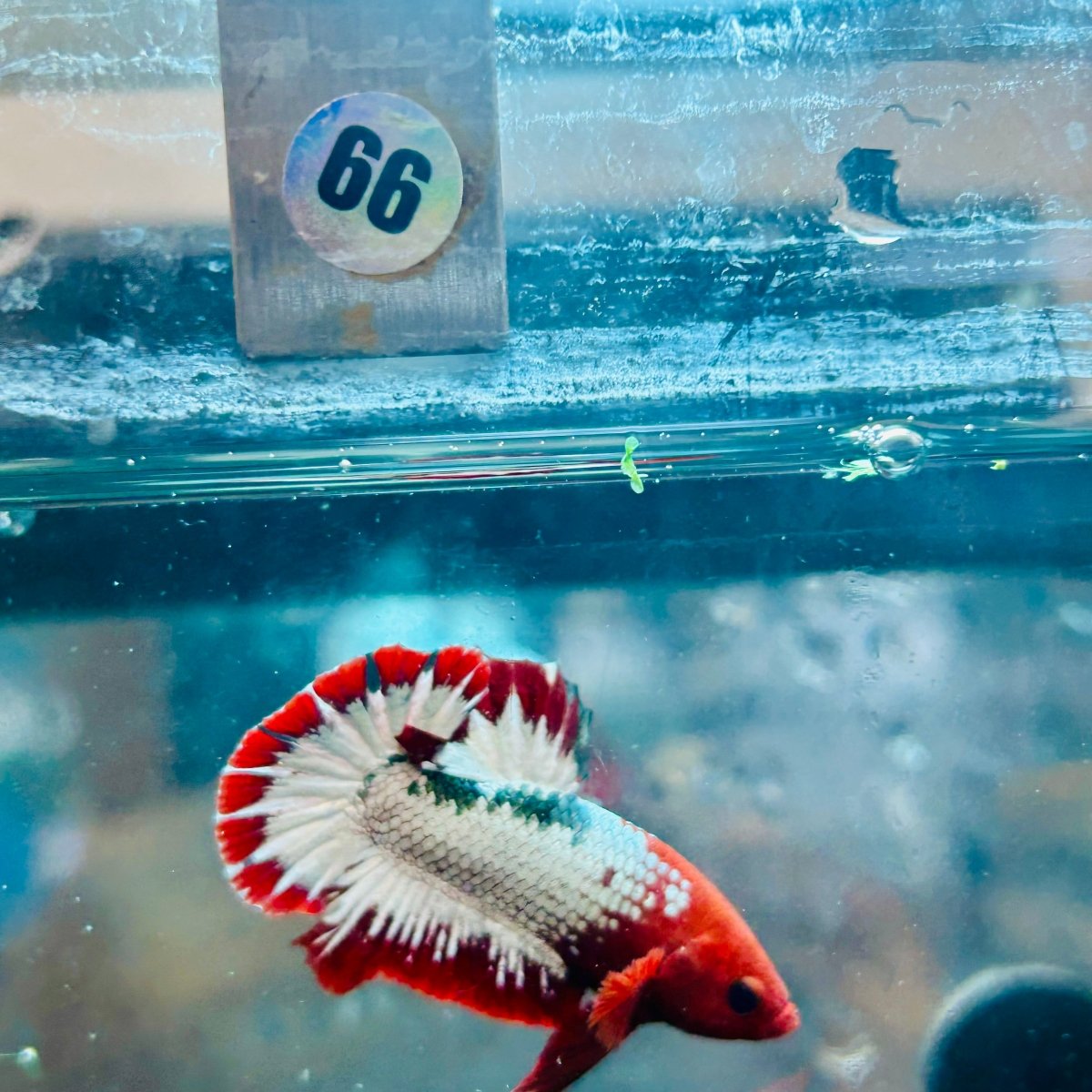 Plakat Red Fancy Copper Male Betta #066