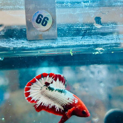 Plakat Red Fancy Copper Male Betta 066 Live Betta Fish Male betta
