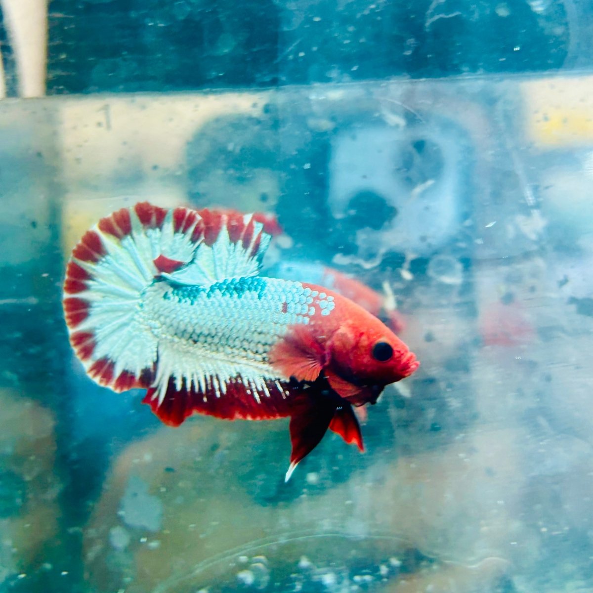 Plakat Red Fancy Copper Male Betta #066