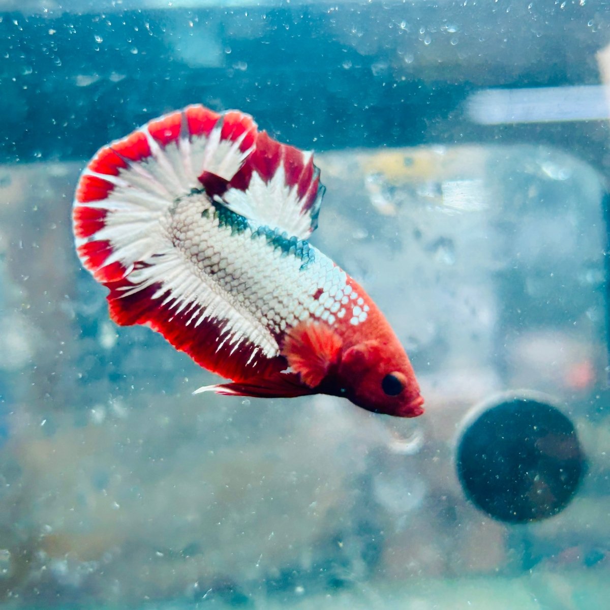 Plakat Red Fancy Copper Male Betta #066