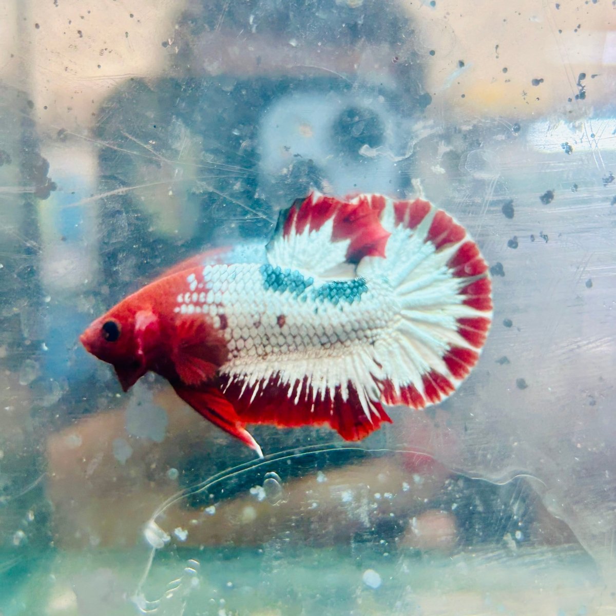 Plakat Red Fancy Copper Male Betta #066