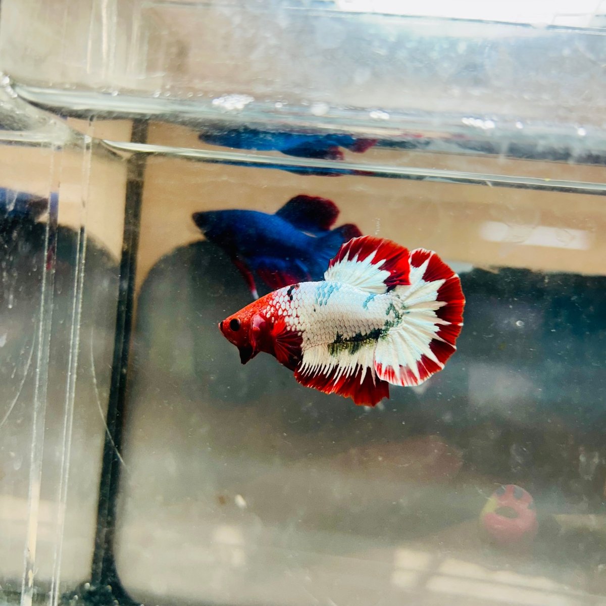 Plakat Red Fancy Copper Male Betta 088 Male betta