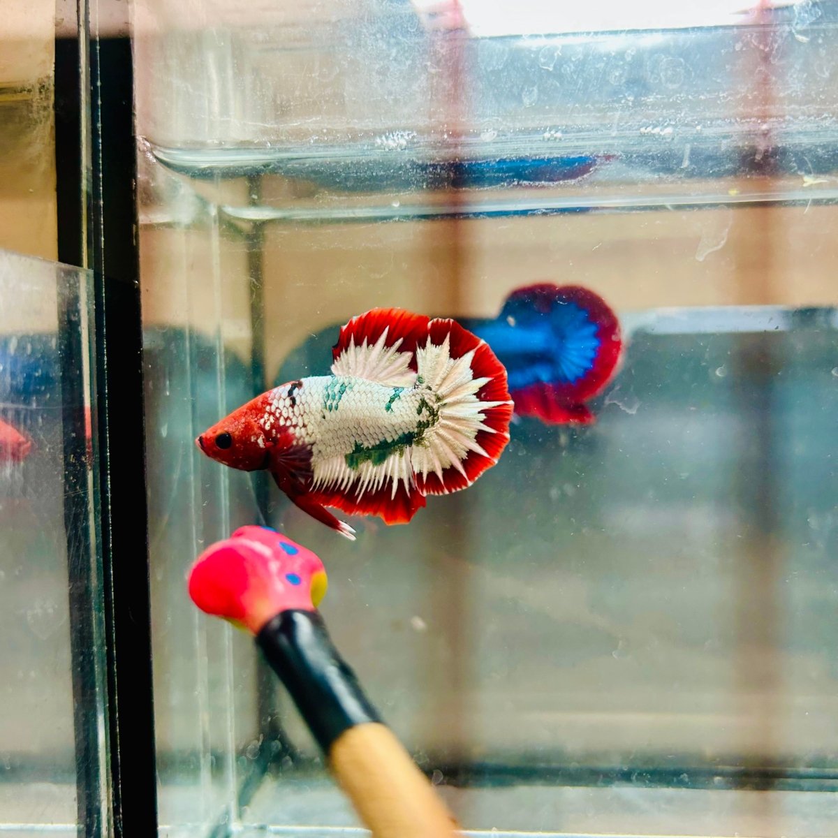 Plakat Red Fancy Copper Male Betta 088 Male betta