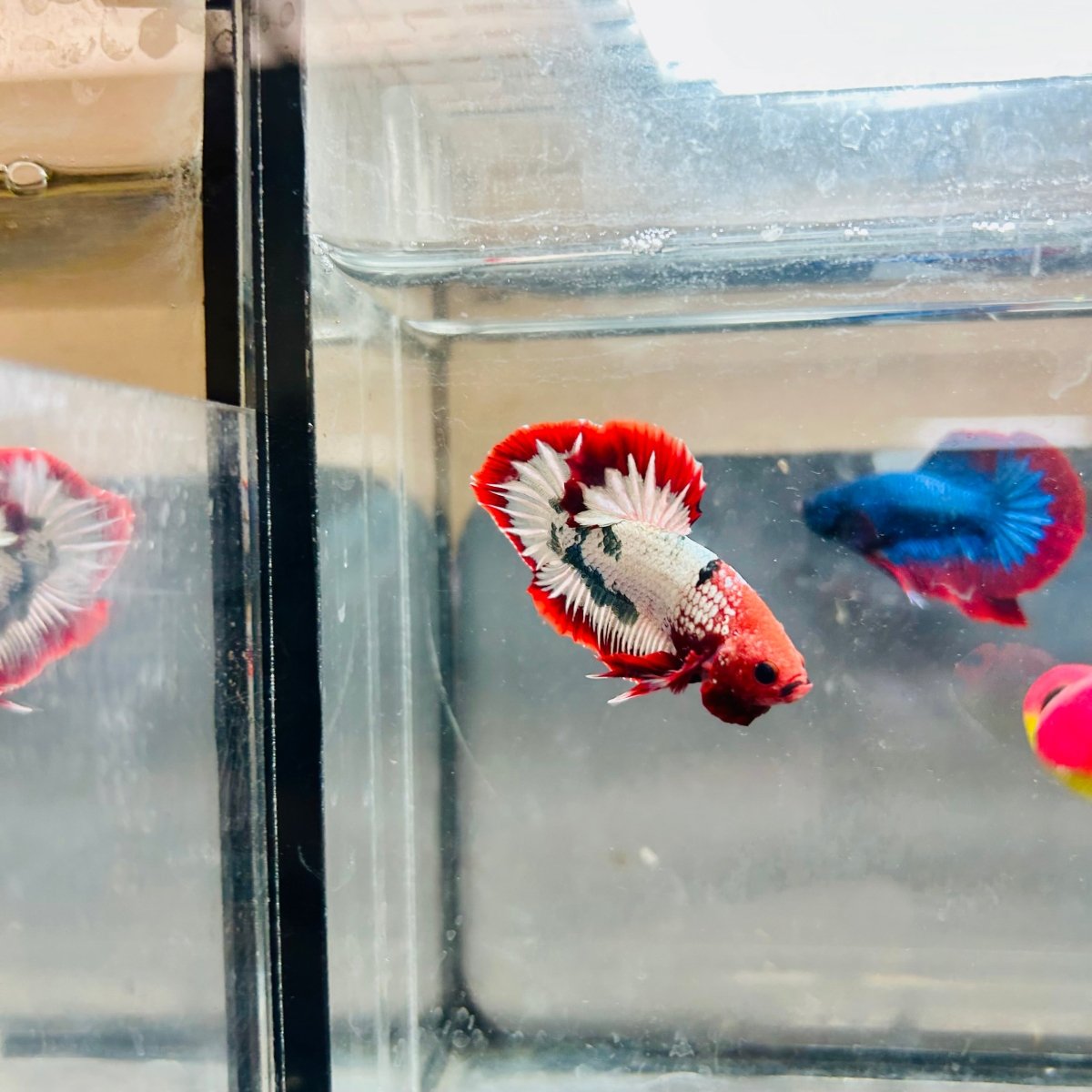 Plakat Red Fancy Copper Male Betta 088 Male betta