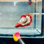 Plakat Red Fancy Copper Male Betta 088 Male betta