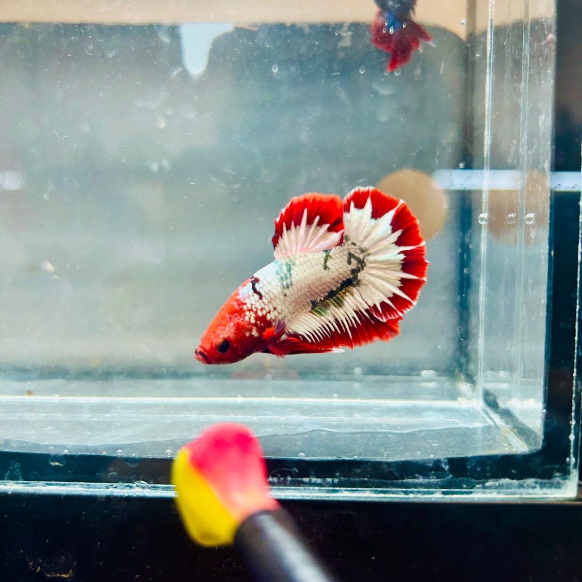 Plakat Red Fancy Copper Male Betta 088 Male betta