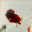 Plakat Red Fancy Copper Male Betta 099