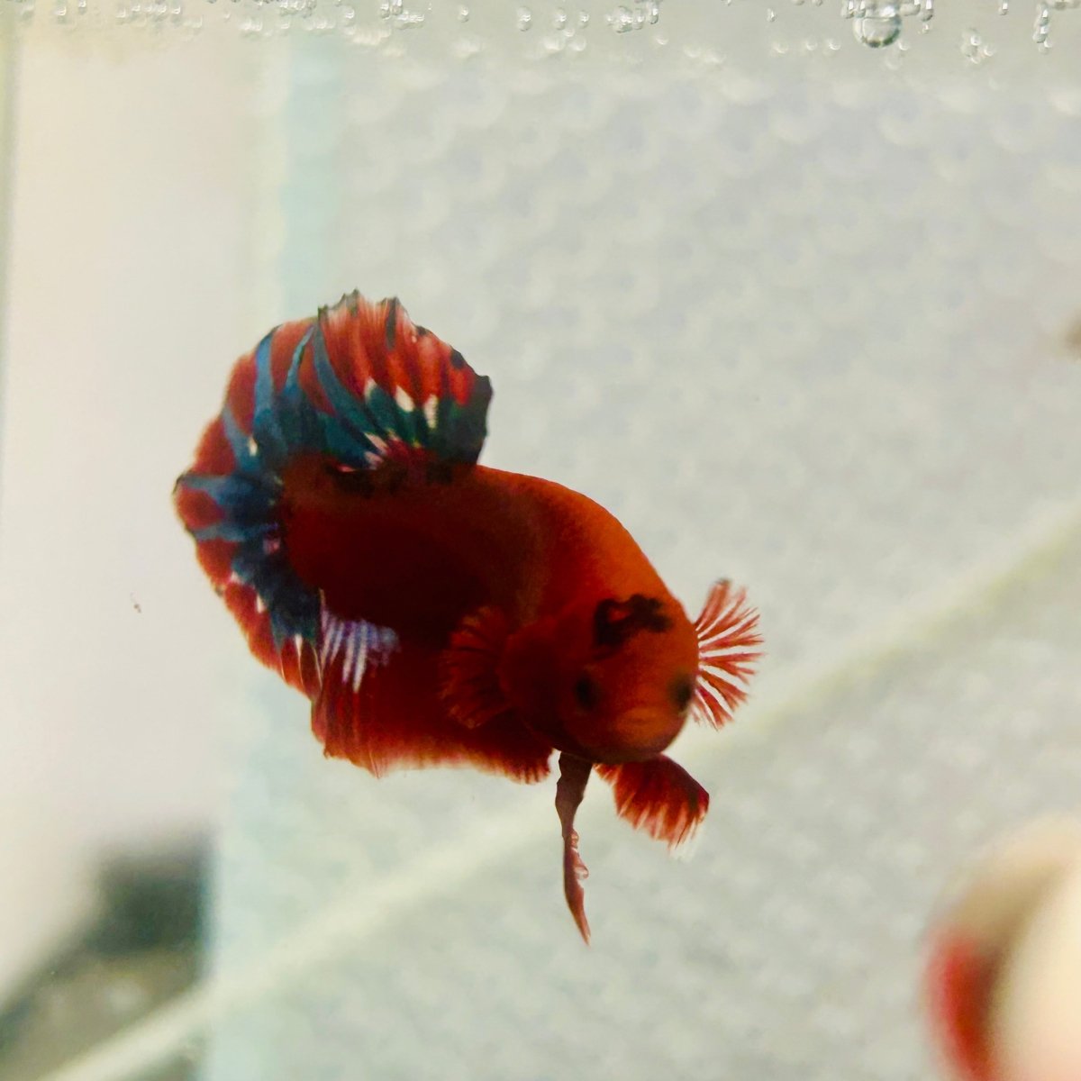 Plakat Red Fancy Copper Male Betta 099