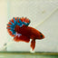 Plakat Red Fancy Copper Male Betta 099