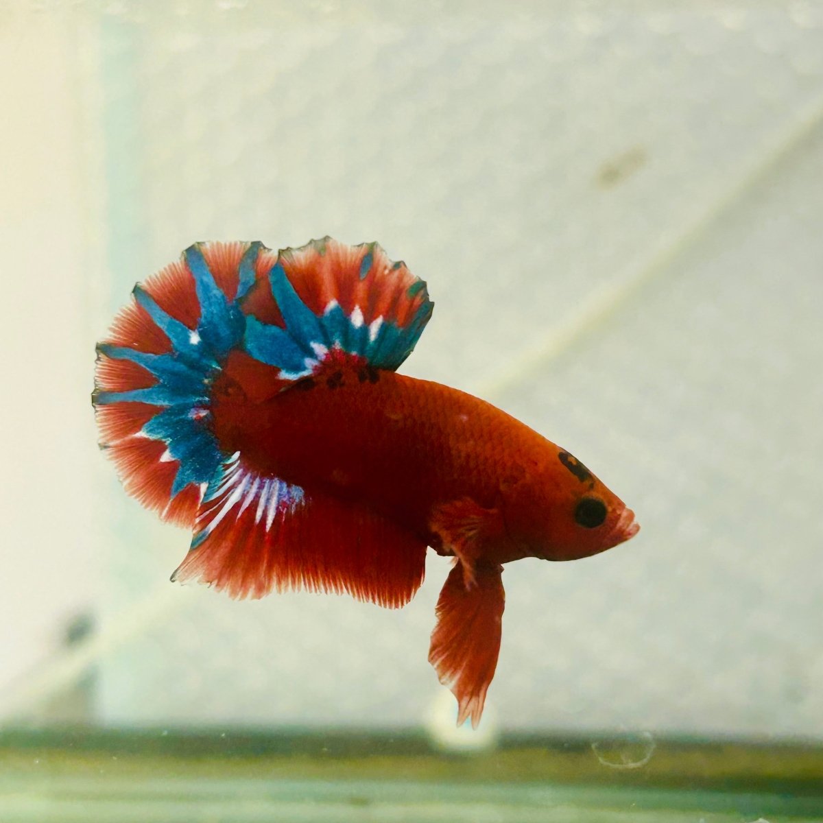 Plakat Red Fancy Copper Male Betta 099