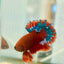 Plakat Red Fancy Copper Male Betta 099