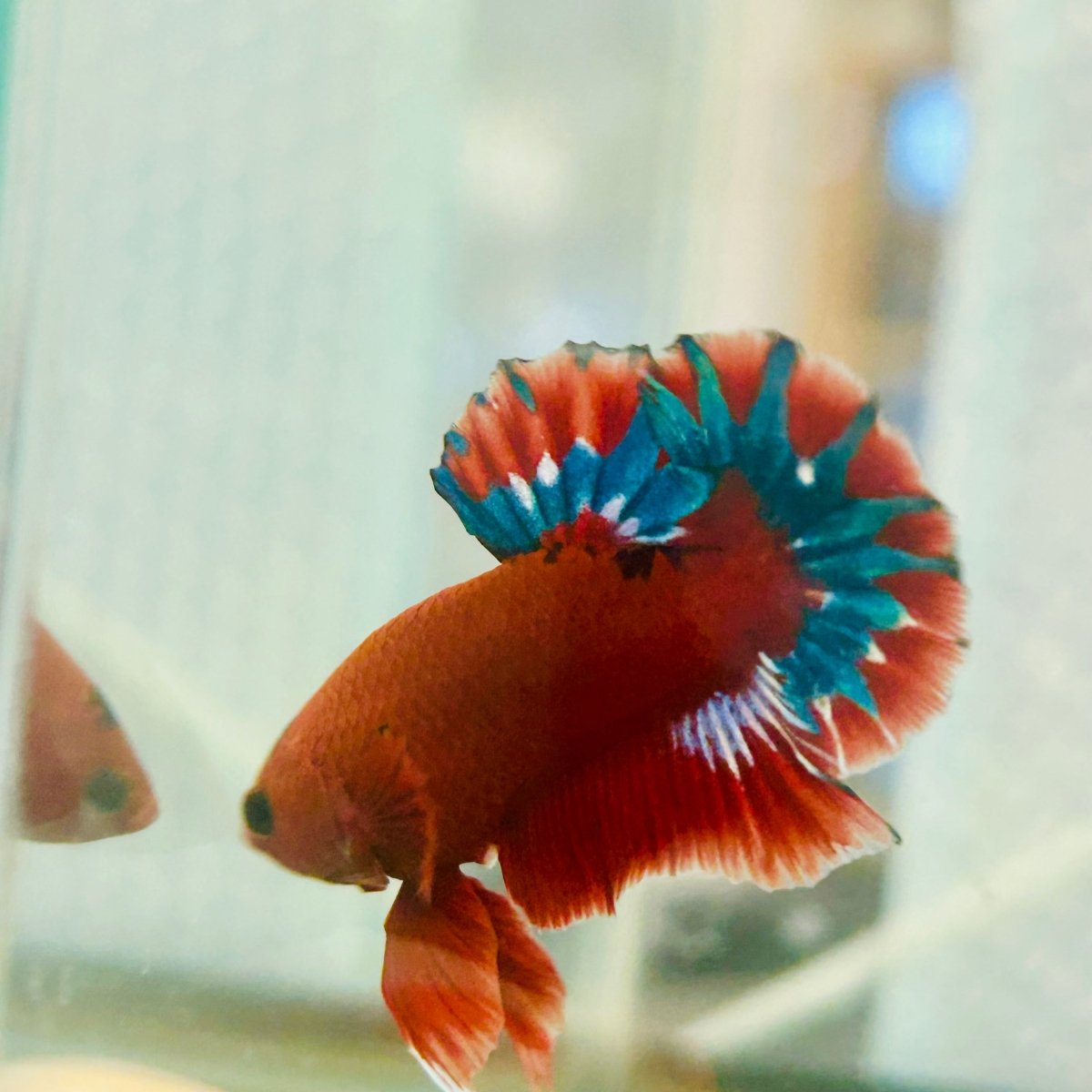 Plakat Red Fancy Copper Male Betta 099