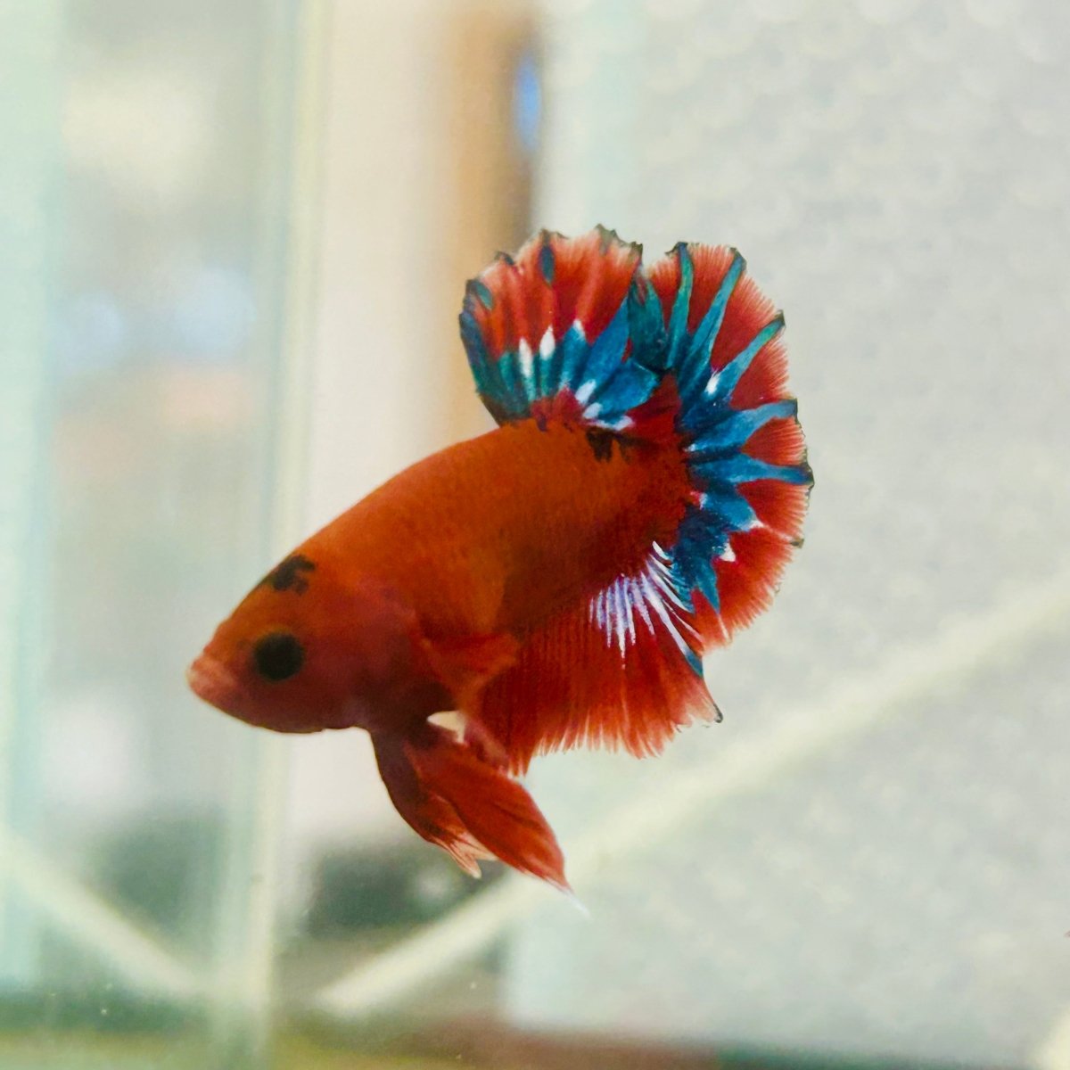 Plakat Red Fancy Copper Male Betta 099