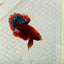 Plakat Red Fancy Copper Male Betta 099