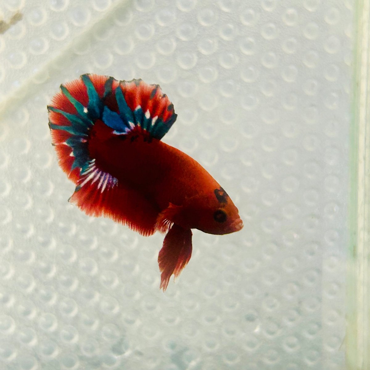 Plakat Red Fancy Copper Male Betta 099