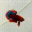 Plakat Red Fancy Copper Male Betta 099