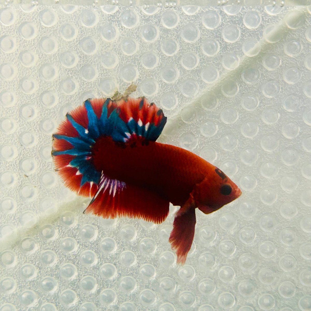 Plakat Red Fancy Copper Male Betta 099