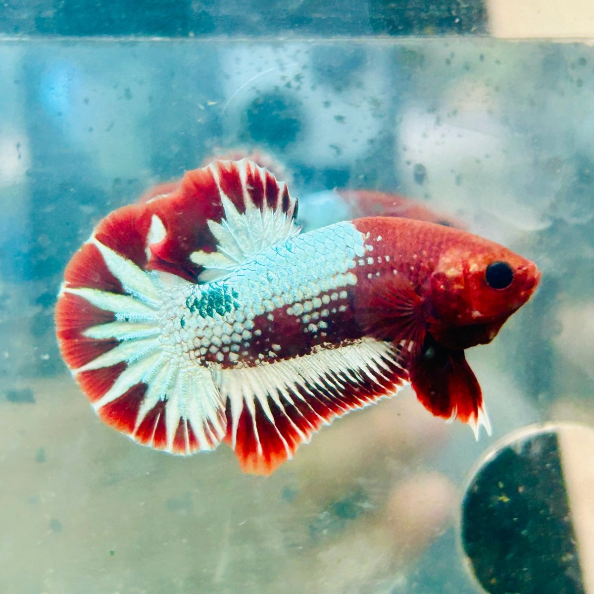 Betta macho Plakat Red Fancy Copper #124