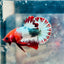 Plakat Red Fancy Copper Male Betta 140 Male betta