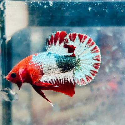 Plakat Red Fancy Copper Male Betta 140 Male betta