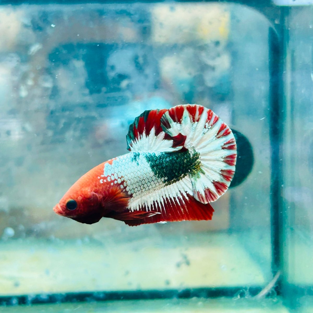 Plakat Red Fancy Copper Male Betta #140