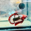 Plakat Red Fancy Copper Male Betta 140 Male betta