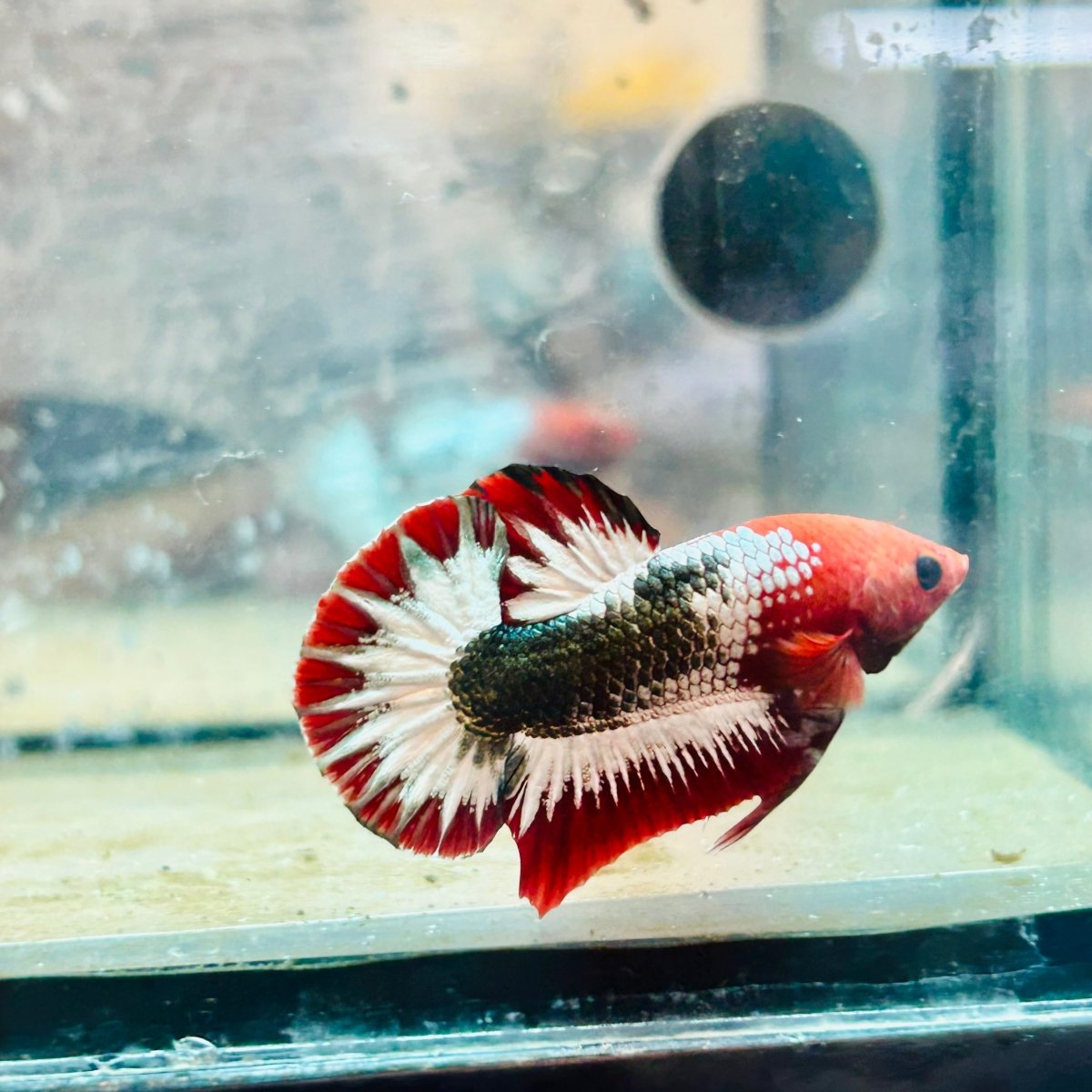 Plakat Red Fancy Copper Male Betta 140 Male betta