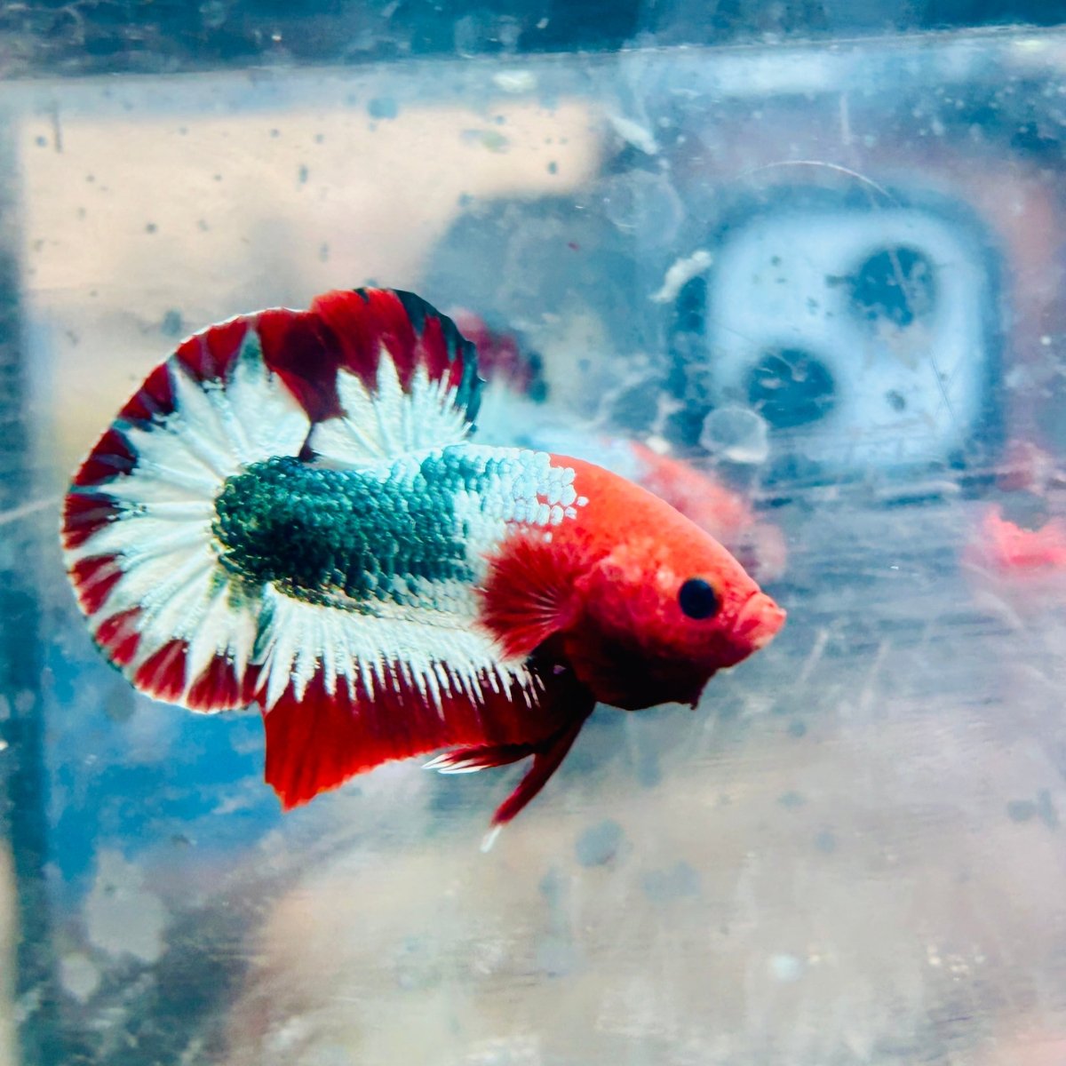 Plakat Red Fancy Copper Male Betta 140 Male betta